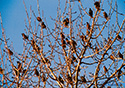 Sturnus vulgaris